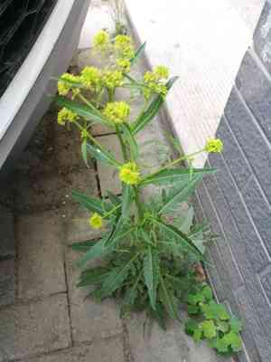 Globe yellowcress(Rorippa globosa)