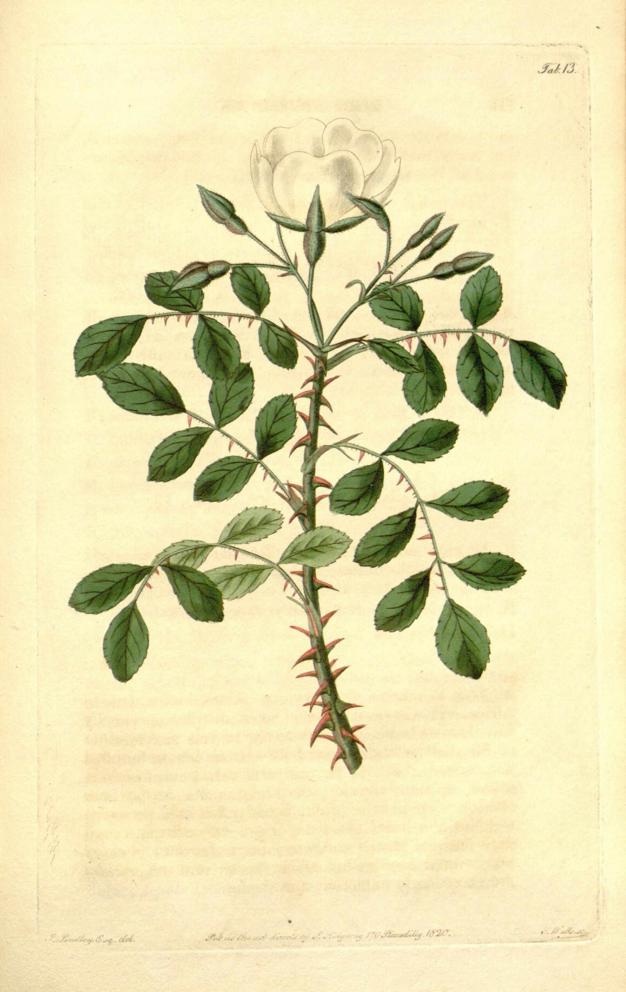 Rosa abyssinica (Rosa abyssinica) Care Guide: Pests, Diseases, Watering ...