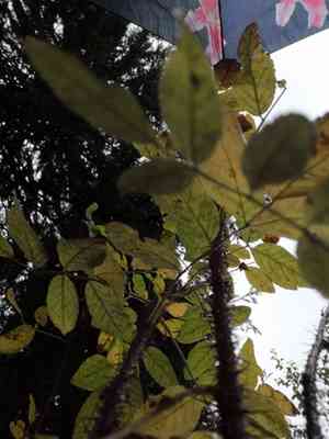 Prickly rose(Rosa acicularis)