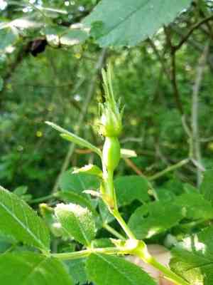 Field briar(Rosa agrestis)