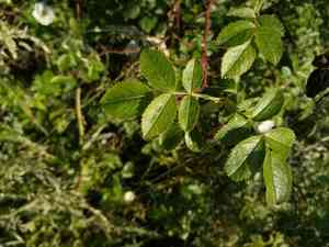 Field briar(Rosa agrestis)