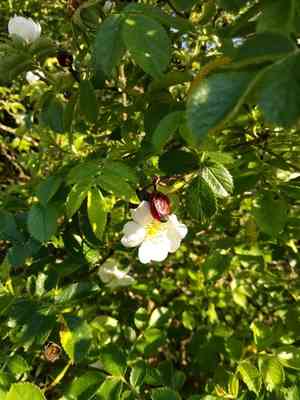 Field briar(Rosa agrestis)