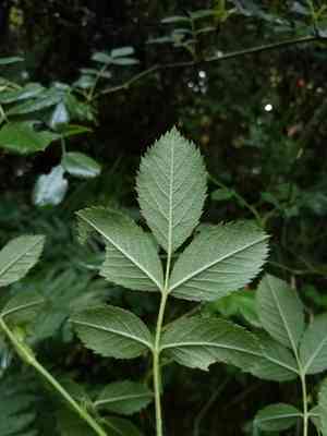 Field briar(Rosa agrestis)