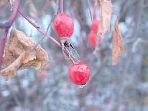 Smooth rose(Rosa blanda)