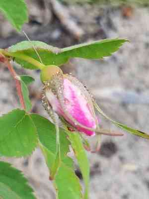 Smooth rose(Rosa blanda)