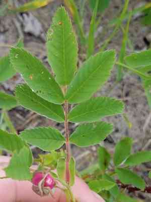 Smooth rose(Rosa blanda)