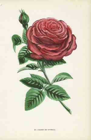 Himalayan musk rose(Rosa brunonii)