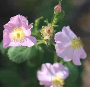 California wildrose(Rosa californica)
