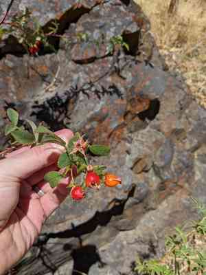 California wildrose(Rosa californica)