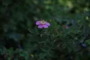 California wildrose(Rosa californica)