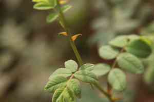 California wildrose(Rosa californica)