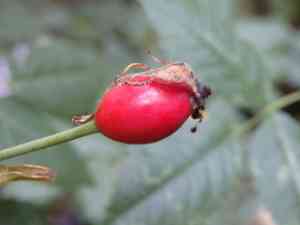 Dog rose(Rosa canina)