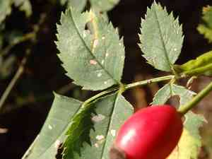 Dog rose(Rosa canina)