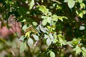 Dog rose(Rosa canina)