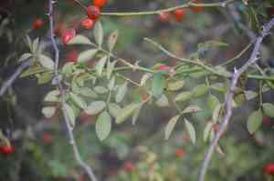 Dog rose(Rosa canina)