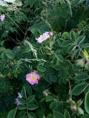 Glaucous dog rose(Rosa dumalis)