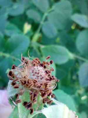 Glaucous dog rose(Rosa dumalis)