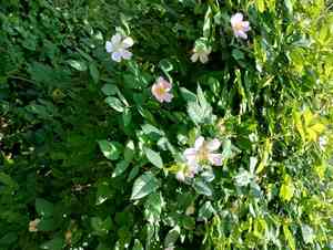 Glaucous dog rose(Rosa dumalis)