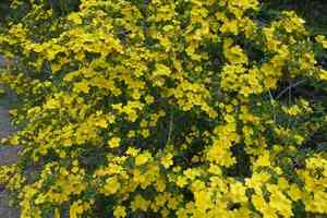 Rosa ecae(Rosa ecae)