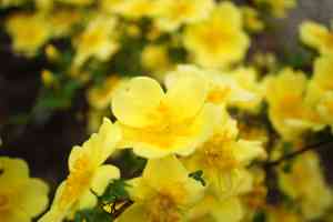 Rosa ecae(Rosa ecae)