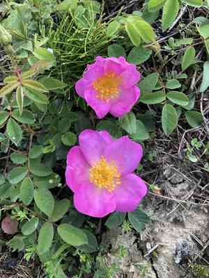 French rose(Rosa gallica)