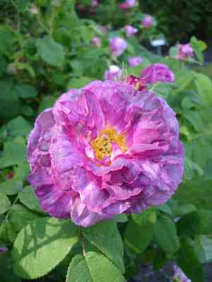 French rose(Rosa gallica)