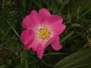 French rose(Rosa gallica)
