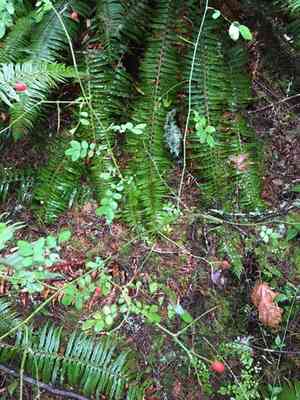 Dwarf rose(Rosa gymnocarpa)