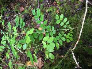 Dwarf rose(Rosa gymnocarpa)