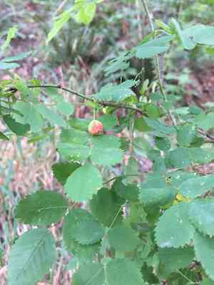 Dwarf rose(Rosa gymnocarpa)