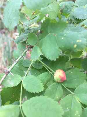 Dwarf rose(Rosa gymnocarpa)
