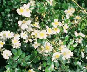 Memorial rose(Rosa luciae)