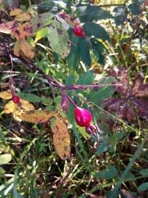 Cinnamon rose(Rosa majalis)