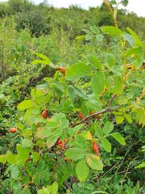 Cinnamon rose(Rosa majalis)