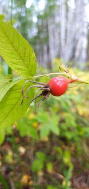 Cinnamon rose(Rosa majalis)