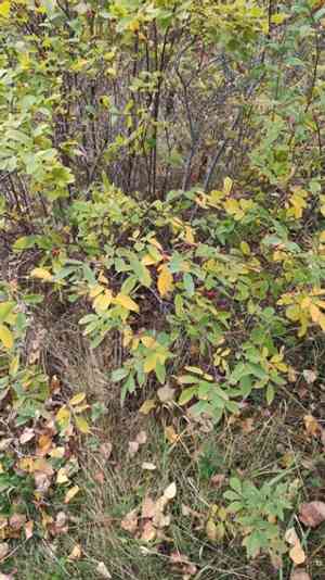 Cinnamon rose(Rosa majalis)