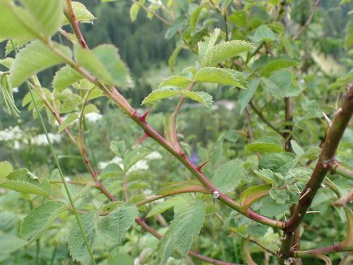 Mountain Roses Sas How to Propagate Mountain rose: Complete Propagation Guide | ForwardPlant
