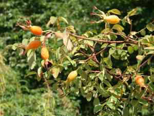 Moyes rose(Rosa moyesii)