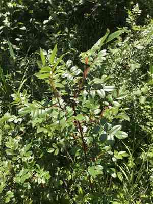 Shining rose(Rosa nitida)