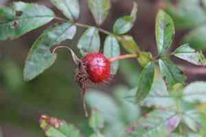 Shining rose(Rosa nitida)