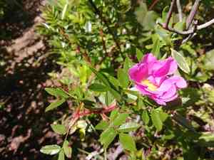 Shining rose(Rosa nitida)