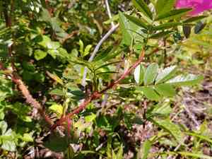 Shining rose(Rosa nitida)