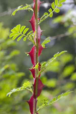 Rosa omeiensis(Rosa omeiensis)