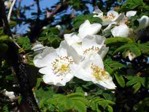 Rosa omeiensis(Rosa omeiensis)