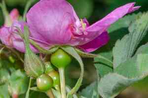 Cluster rose(Rosa pisocarpa)