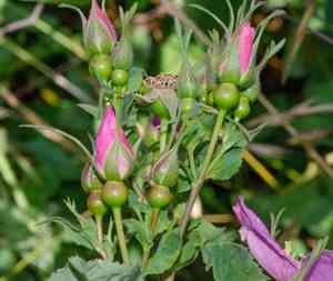 Cluster rose(Rosa pisocarpa)