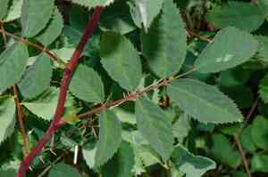 Cluster rose(Rosa pisocarpa)