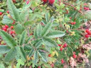 Cluster rose(Rosa pisocarpa)