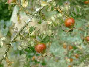 Chestnut rose(Rosa roxburghii)