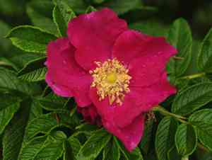 Rugosa rose(Rosa rugosa)